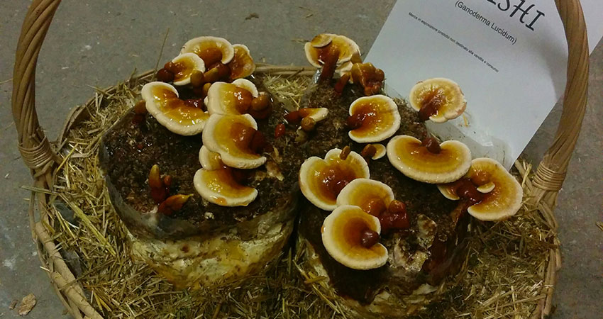 Ganoderma Lucidum