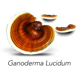 Ganoderma Lucidum buy online now