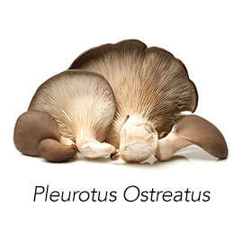Pleurotus ostreatus online special prize