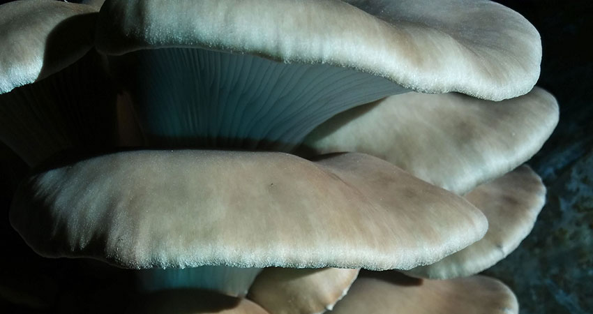 Pleurotus Ostreatus Mushrooms