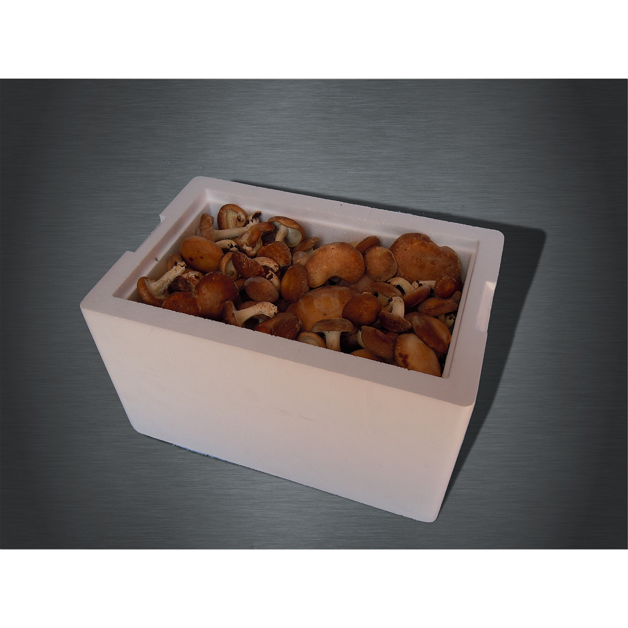 ECO SUSTAINABLE MUSHROOM GROWING SYSTEM