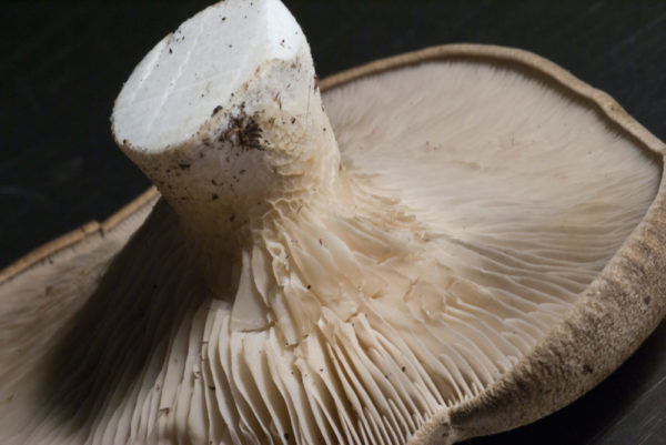 Funghi Cardoncello