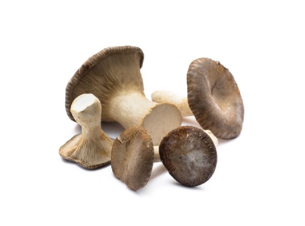 Funghi Cardoncello