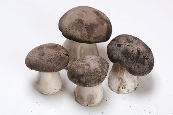 Funghi Cardoncello