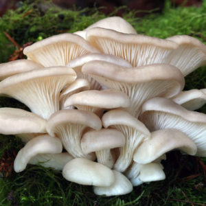 Pleurotus Ostreatus