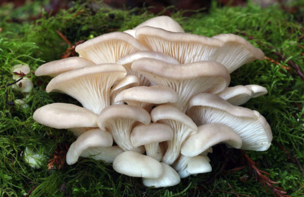 Pleurotus Ostreatus