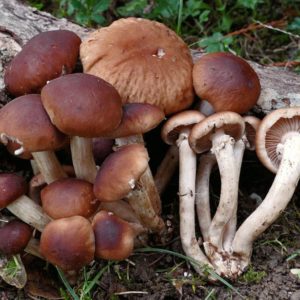 Funghi Pioppino
