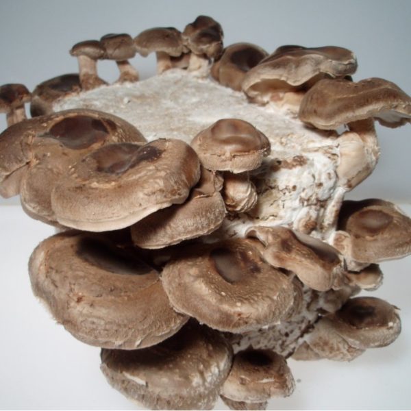 Shiitake online Funghi San Giorgio