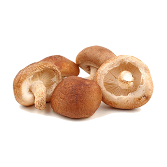 Fungo Shiitake