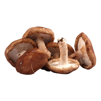 Fungo Shiitake