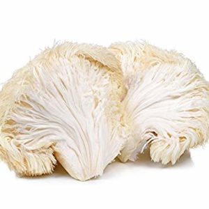 Funghi Hericium Erinaceus