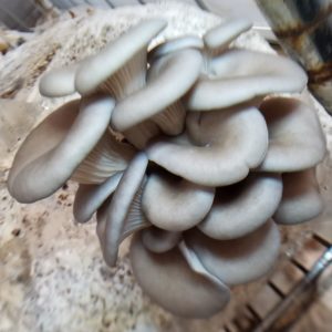 Pleurotus Cornucopiae