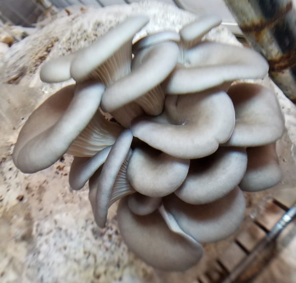 Pleurotus Cornucopiae