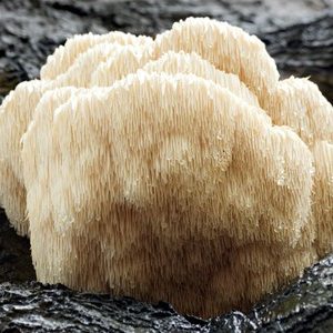 Funghi Hericium Erinaceus