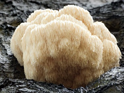 Funghi Hericium Erinaceus