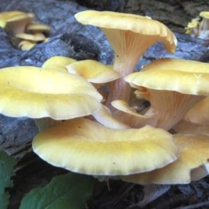 Pleurotus Cornucopiae