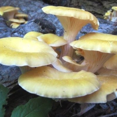 Funghi San Giorgio — foto 7