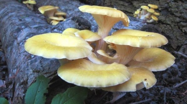 Pleurotus Cornucopiae