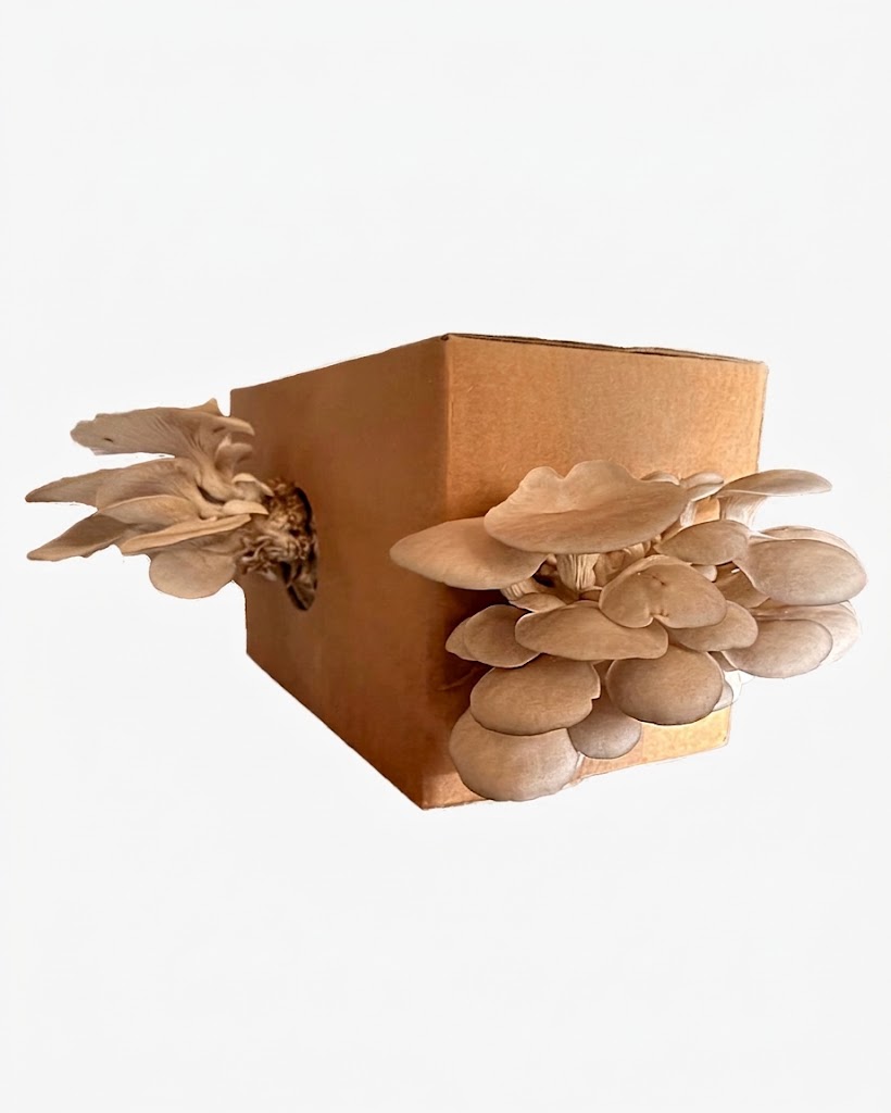 pleurotus3